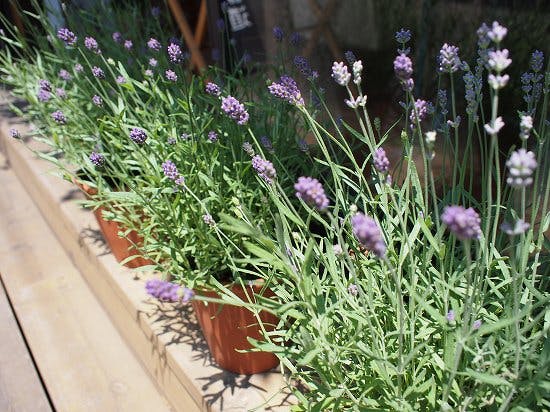 【おまとめ買い】ラベンダーさん専用 園芸ネット本店｜ラベンダー：センティヴィアブルー3～3.5号ポット2株