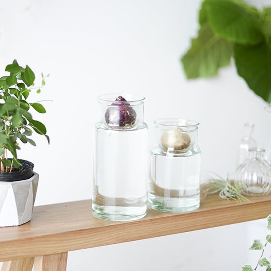 新商品】楽しく育てる球根ライフ♪フラワーベースとしても使える、理想