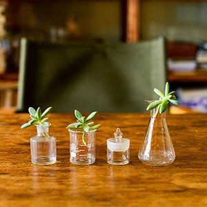 大きくなりすぎた多肉植物 挿し木で元のかわいいサイズに戻そう 北欧 暮らしの道具店 大きくなりすぎた多肉植物 挿し木で元のかわいいサイズに戻そう 北欧 暮らしの道具店