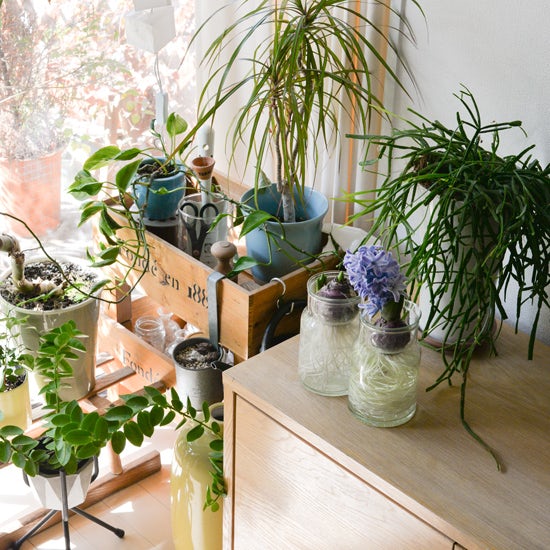 リビングの観葉植物の選び方と飾り方が知りたい 北欧 暮らしの道具店