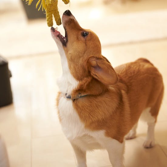 きれいなくるみ色のコーギー犬、美容家・吉川千明さん愛犬との暮らし