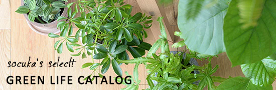 観葉植物の選び方・育てかたとインテリアのアイデア