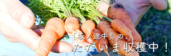 坂ノ途中の「ただいま収穫中！」