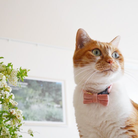 朝の過ごし方】相棒は猫。リラックスして1日を始めるための、朝のひと