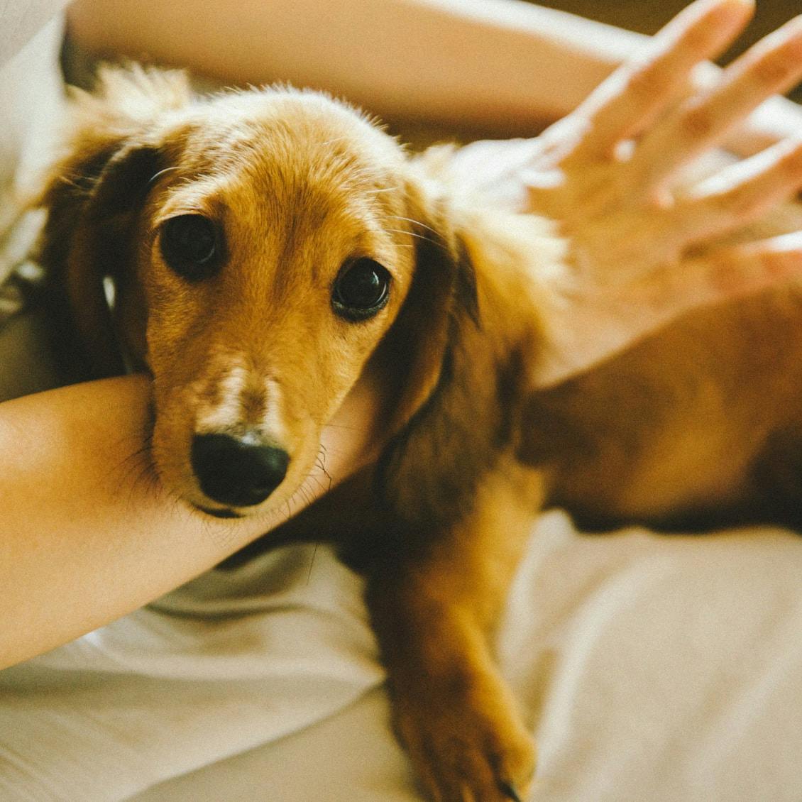 フィットするしごと 動物専門の義肢装具士という仕事をつくった人 北欧 暮らしの道具店