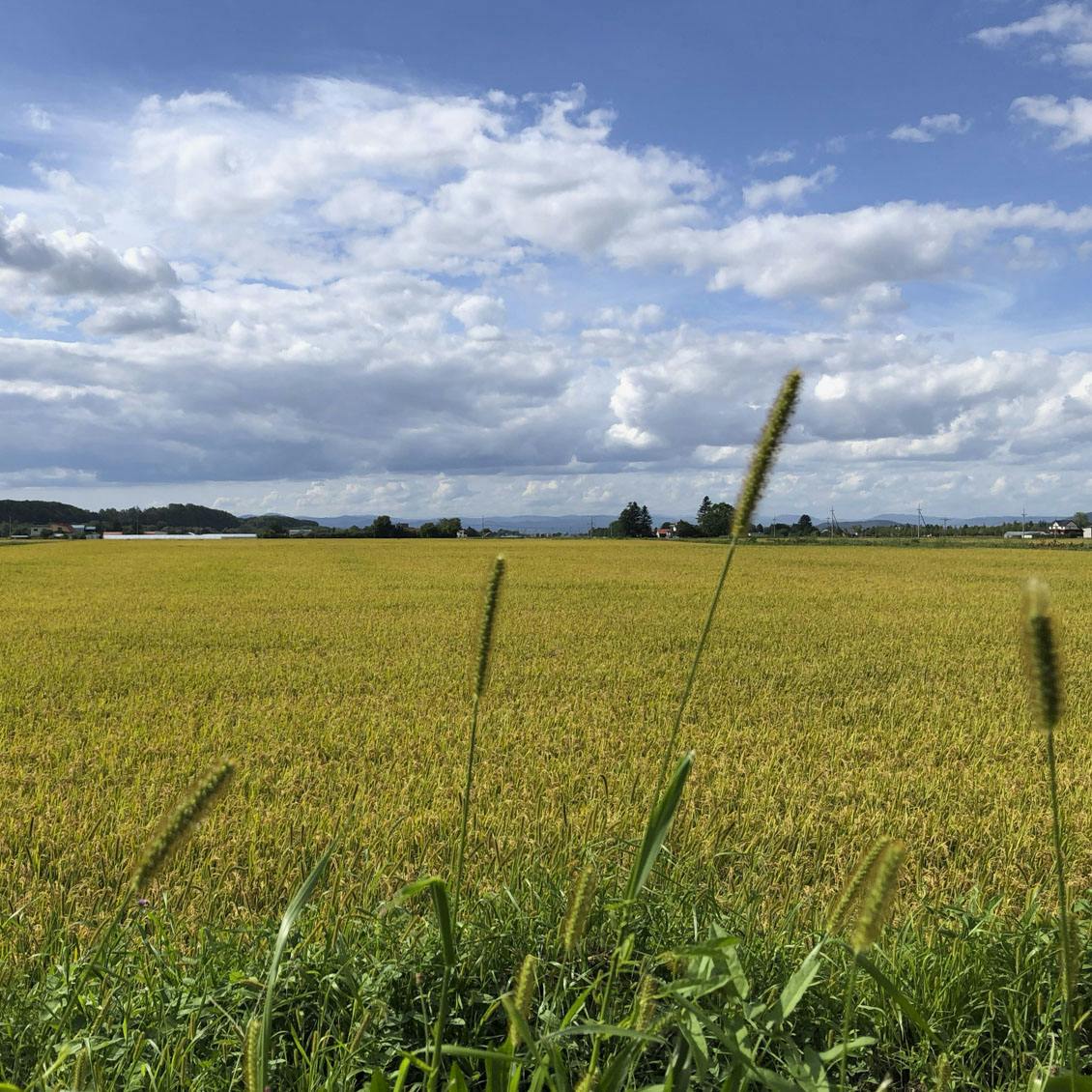 あの街に住んでみたら】住みなれた東京から北海道へ。暮らしを