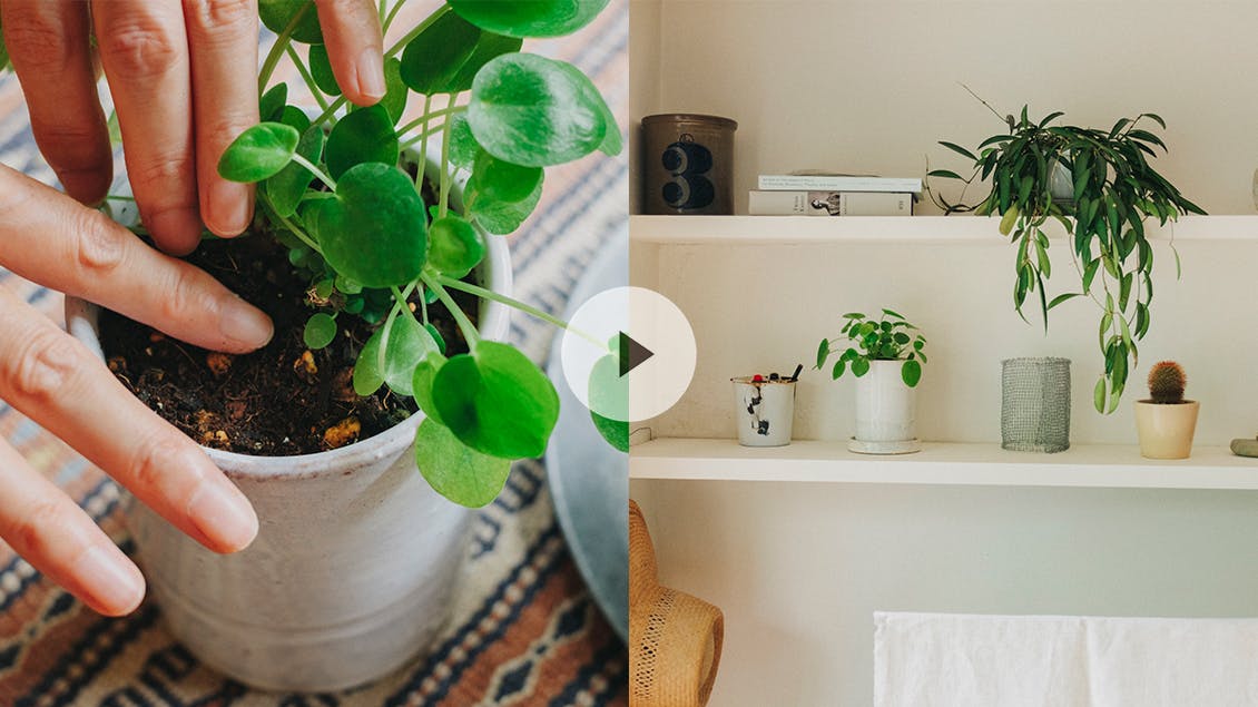 【基本の観葉植物】初心者も！すでに植物と暮らしている方もタメになる3つのコツ。お部屋グリーンの楽しみ方