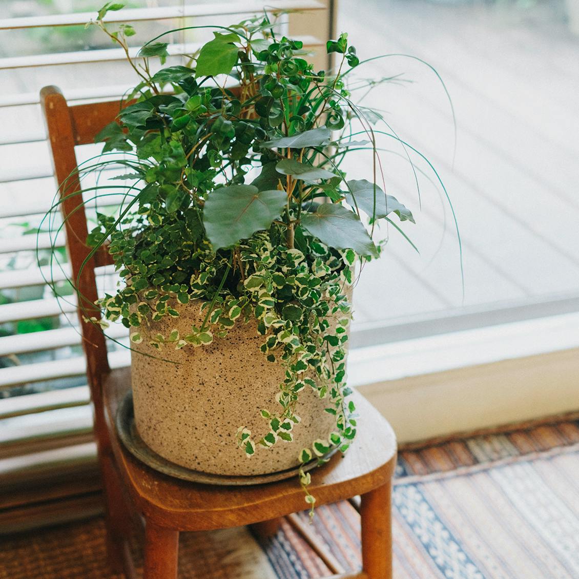 きほんの観葉植物】覚えておきたいレスキュー編：グリーンのプロに聞く