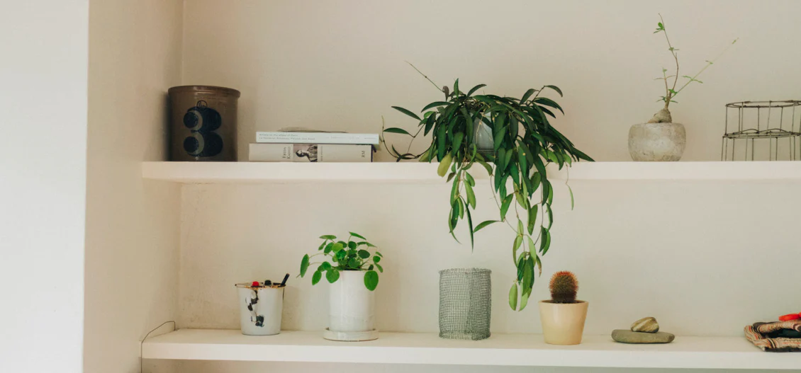 きほんの観葉植物