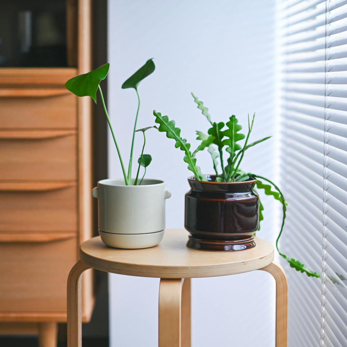 開発秘話】グリーンをもっと気軽に。バイヤーと一緒につくった