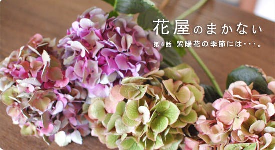 特集｜花屋のまかない】第4話：紫陽花の季節には・・・。 - 北欧