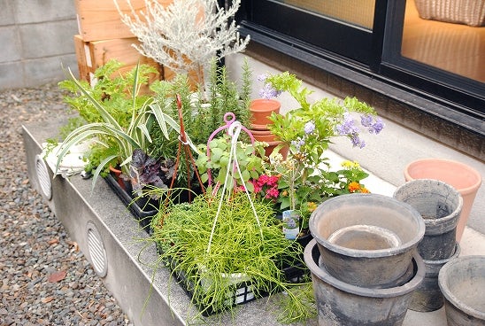 多肉植物で小さな庭づくり ハンギングバスケットや鉢植えの置き方 北欧 暮らしの道具店