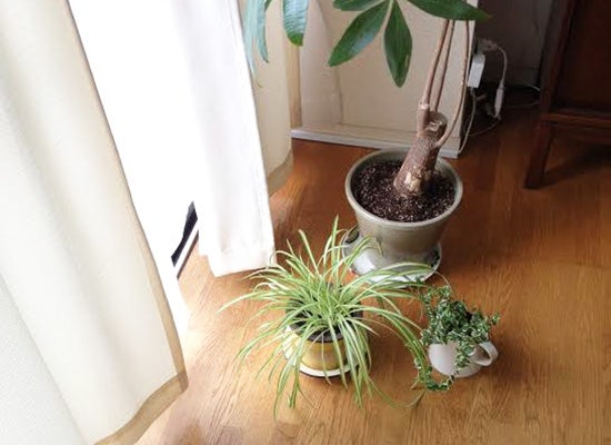 旅行中も安心 留守期間の長さに応じた植物の水やりと置き場所のコツ 北欧 暮らしの道具店 旅行中も安心 留守期間の長さに応じた植物の水やりと置き場所のコツ 北欧 暮らしの道具店