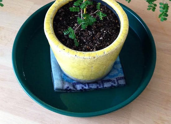 旅行中も安心 留守期間の長さに応じた植物の水やりと置き場所のコツ 北欧 暮らしの道具店 旅行中も安心 留守期間の長さに応じた植物の水やりと置き場所のコツ 北欧 暮らしの道具店