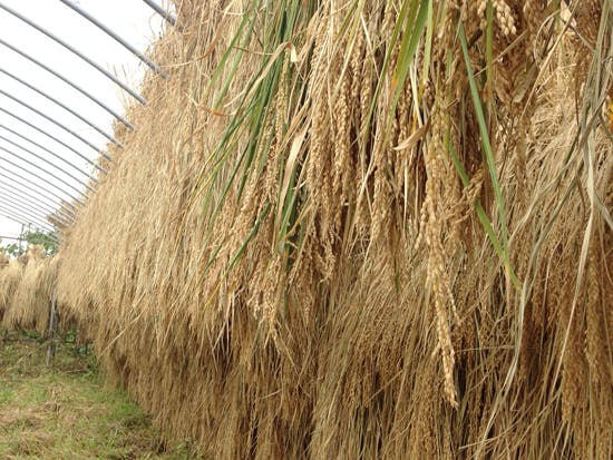 稲刈り お手伝い お米