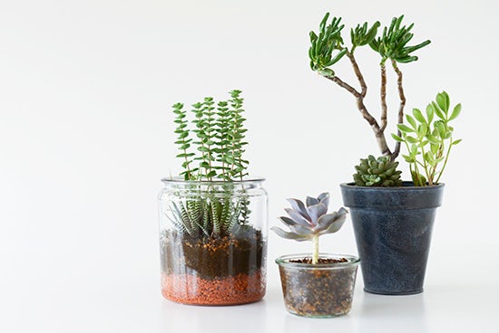 多肉植物の寄せ植えのコツ 植え方とプランター植木鉢の入れ物選び 北欧 暮らしの道具店 多肉植物の寄せ植えのコツ 植え方とプランター植木鉢の入れ物選び 北欧 暮らしの道具店