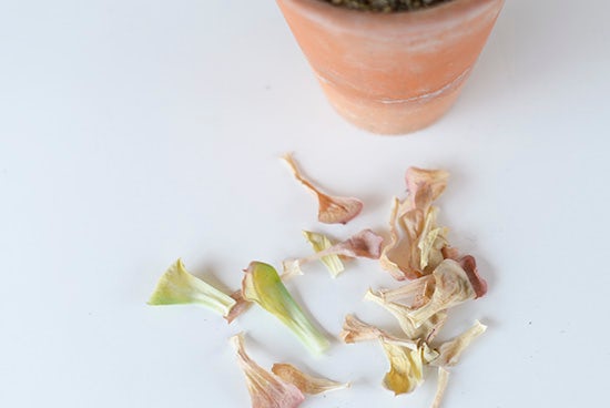 多肉植物の初心者も簡単な育て方や水やり 増やし方のコツからしわしわ ぶよぶよにしないお手入れ方法や飾り方 北欧 暮らしの道具店 多肉植物の初心者も簡単な育て方や水やり 増やし方のコツからしわしわ ぶよぶよにしないお手入れ方法や飾り方 北欧 暮らしの道具店