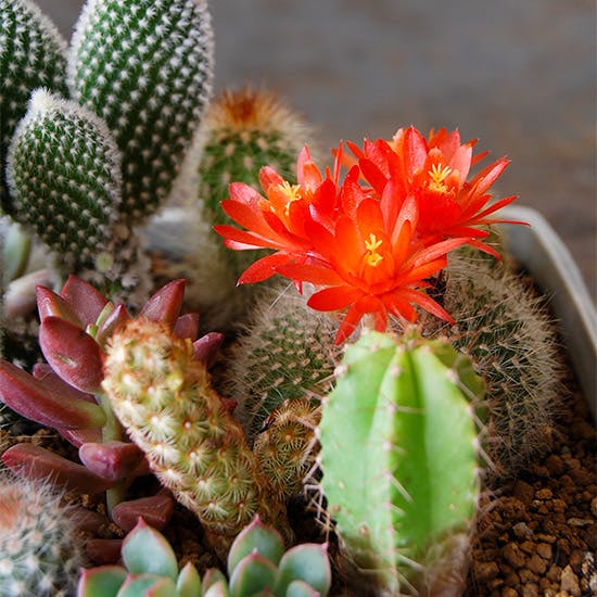 ここから始める多肉ライフ】第7話：乾燥や寒さにも強い！育てやすい