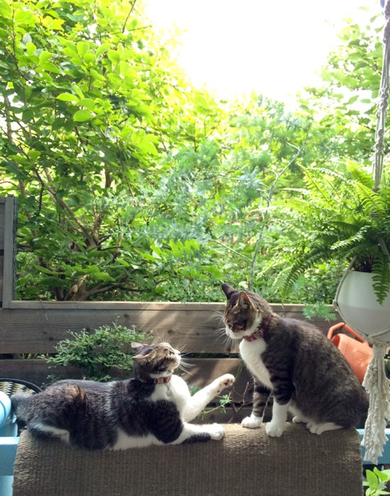 自由きままな猫3匹と暮らす スタイリスト石井佳苗さんのdiyでつくった家 北欧 暮らしの道具店