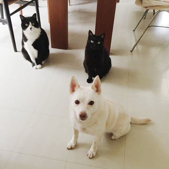 動物にかこまれて暮らす家 パンが大好きな犬とマイペースな猫2匹に癒される 北欧 暮らしの道具店 動物にかこまれて暮らす家 パンが大好きな犬とマイペースな猫2匹に癒される 北欧 暮らしの道具店