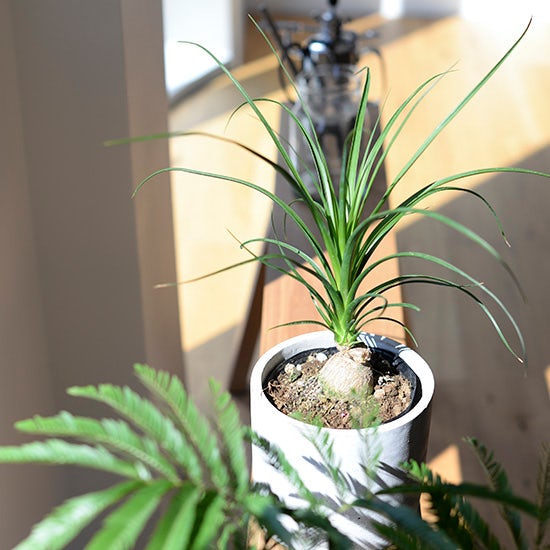 リビングの観葉植物におすすめの植物4選 水やりや育て方のコツ 北欧 暮らしの道具店 リビングの観葉植物におすすめの植物4選 水やりや育て方のコツ 北欧 暮らしの道具店