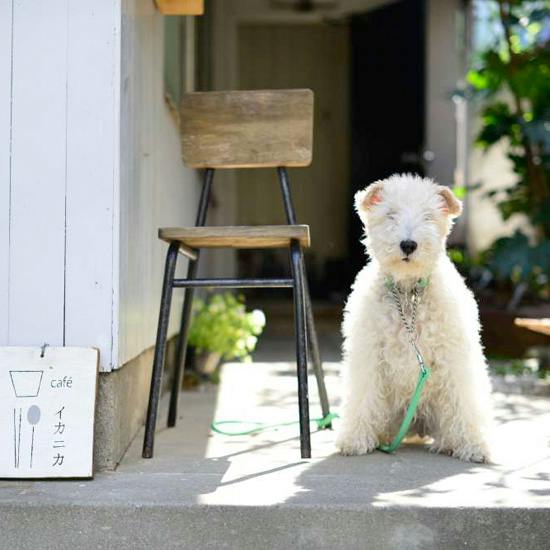 ワイヤーフォックステリア、おてんば娘だった時代を経てのんびり
