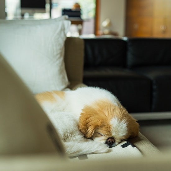 ギャラリーフェブの引田かおりさんと暮らす 散歩が大好きでマイペースなおっとり犬 北欧 暮らしの道具店