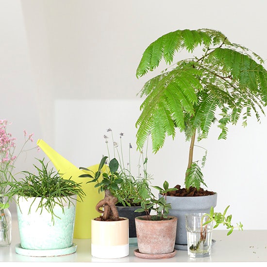 今日のクラシコム 新芽にウキウキ 枯れてガッカリ あの特集に登場した観葉植物の 今 をレポート 北欧 暮らしの道具店 今日のクラシコム 新芽にウキウキ 枯れてガッカリ あの特集に登場した観葉植物の 今 をレポート 北欧 暮らしの道具店
