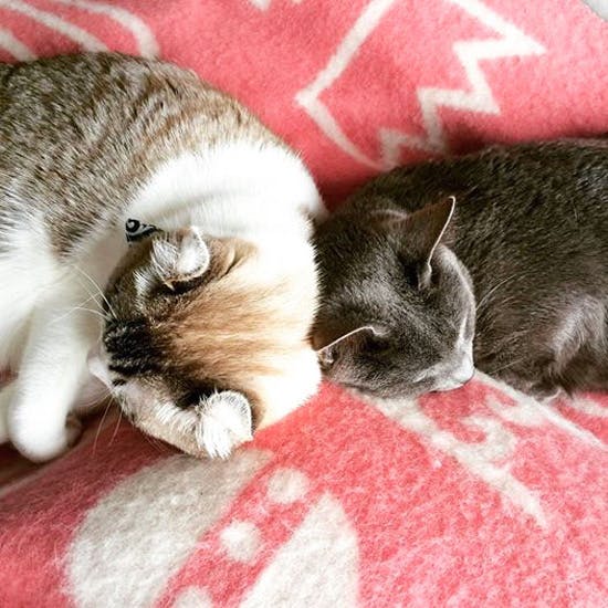 アメリカンカールとロシアンブルーの2匹の猫が暮らす家。 - 北欧 