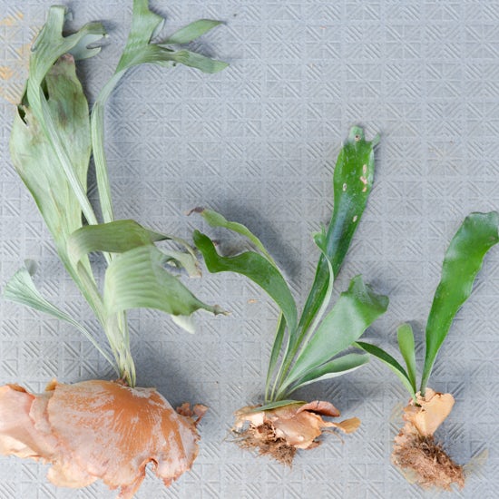 着生植物 コウモリラン ビカクシダ の株分けと板付け方法 北欧 暮らしの道具店 着生植物 コウモリラン ビカクシダ の株分けと板付け方法 北欧 暮らしの道具店