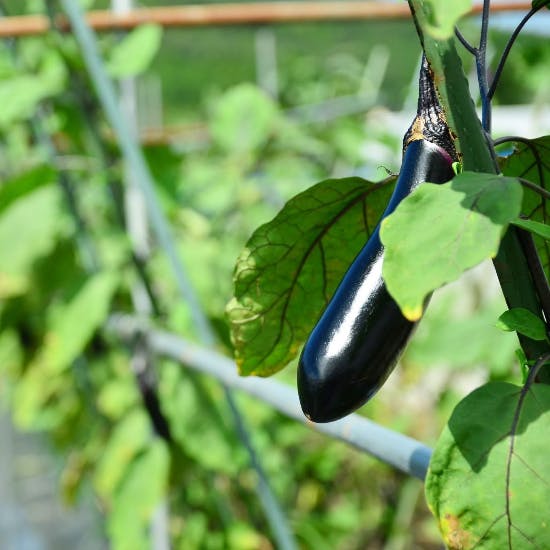 ただいま収穫中 八百屋スタッフが直伝 9月のナス がおいしくなる簡単レシピをご紹介 北欧 暮らしの道具店