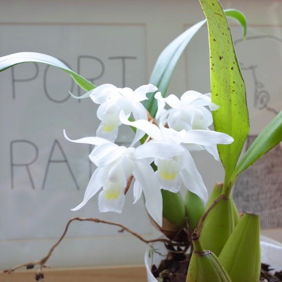 蕾あり 洋蘭原種 ガストロキラス SP 自然種 ミャンマー 蕾あり 洋蘭