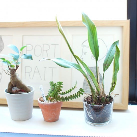 23時の、僕とおやつ】ある日突然、花が咲く。最近「蘭」を育てています