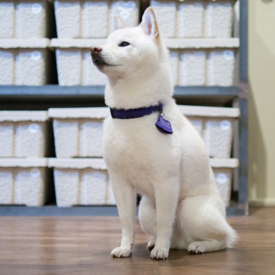 白い豆柴 柴犬peco ペコ のかわいい おもしろ画像をお届け 北欧 暮らしの道具店