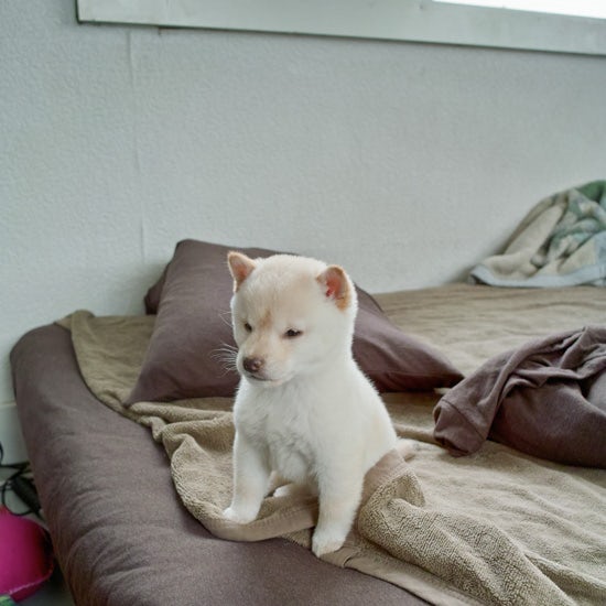 白い豆柴・柴犬PECO（ペコ）のかわいい&おもしろ画像をお届け 北欧、暮らしの道具店