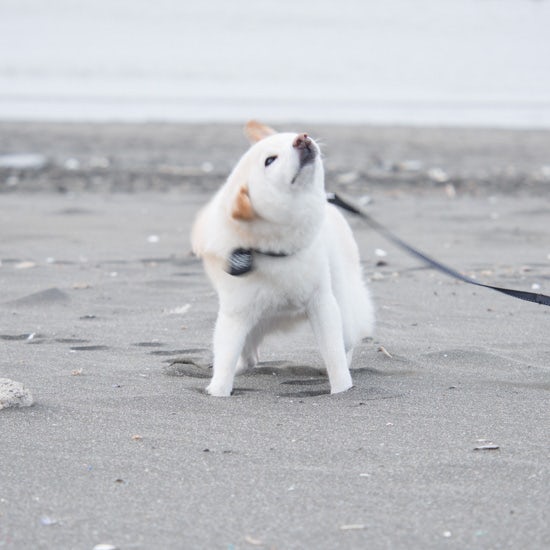 白い豆柴 柴犬peco ペコ のかわいい おもしろ画像をお届け 北欧 暮らしの道具店 白い豆柴 柴犬peco ペコ のかわいい おもしろ画像をお届け 北欧 暮らしの道具店