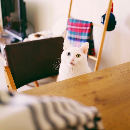 オモムロニ。さんと暮らすオッドアイの白猫アイビーを画像と共にご紹介