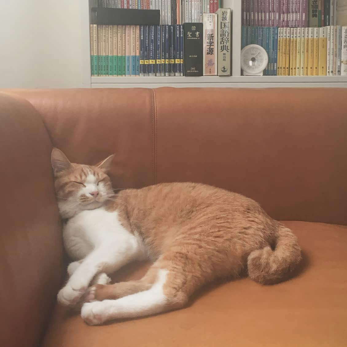 猫2匹が仲良し！保護猫のみたらしとユキチの暮らしを写真でお届け 