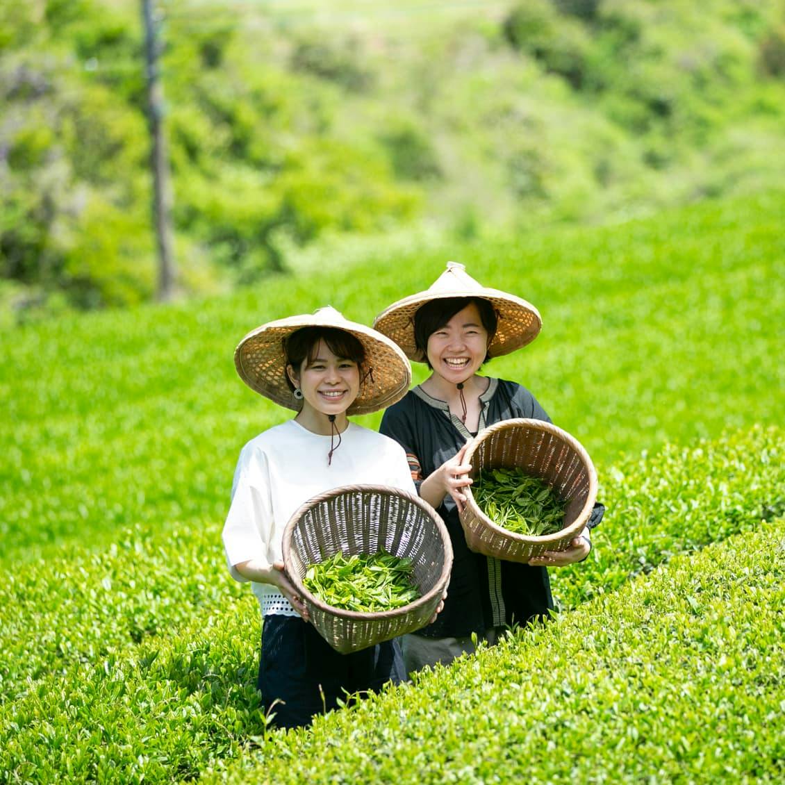 キャンペーンは終了しました】佐賀県嬉野市の茶畑から届きました。30秒