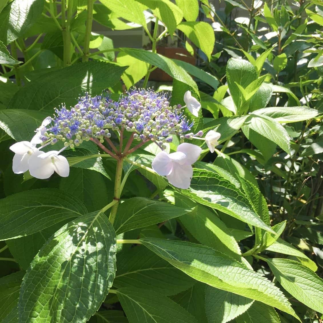 いけない 植え 紫陽花 は 庭 に て