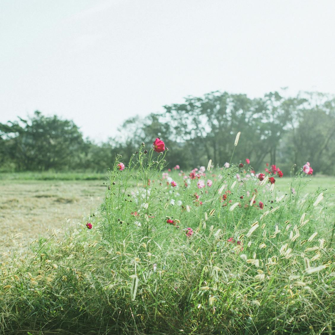 1本で頭皮ケアもできる ノンシリコンのシャンプー Haru の使用感を聞きました 北欧 暮らしの道具店