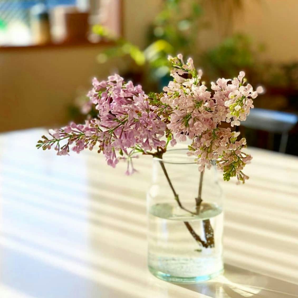店長の今日のエッセイ 1年のあいだ花の写真を撮り続けて 今こんなことを思う 北欧 暮らしの道具店 店長の今日のエッセイ 1年のあいだ花の写真を撮り続けて 今こんなことを思う 北欧 暮らしの道具店