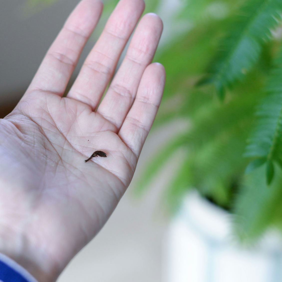 観葉植物を元気に 健康に育てる4つのコツと植え替え方法 北欧 暮らしの道具店 観葉植物を元気に 健康に育てる4つのコツと植え替え方法 北欧 暮らしの道具店