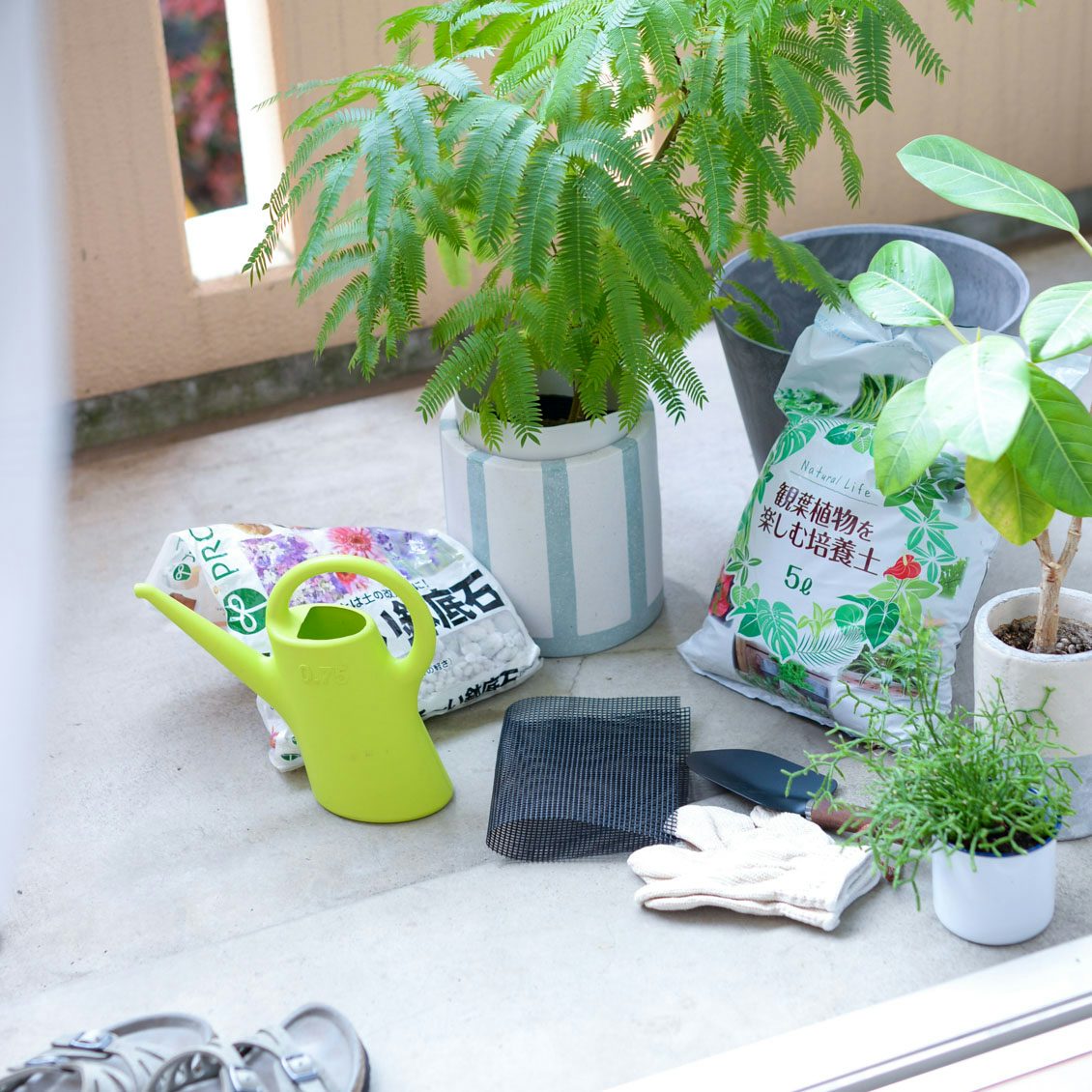 観葉植物を元気に 健康に育てる4つのコツと植え替え方法 北欧 暮らしの道具店