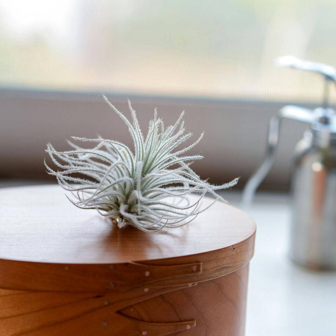 コウモリランなど苔玉やエアプランツ、枯らさない水やり法や育て方