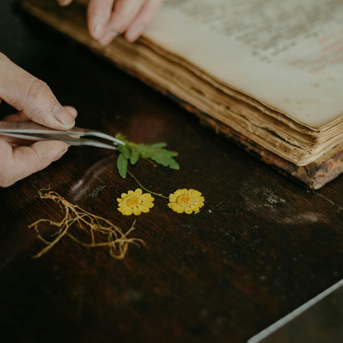 押し花を使ったおしゃれな雑貨の作り方 北欧 暮らしの道具店
