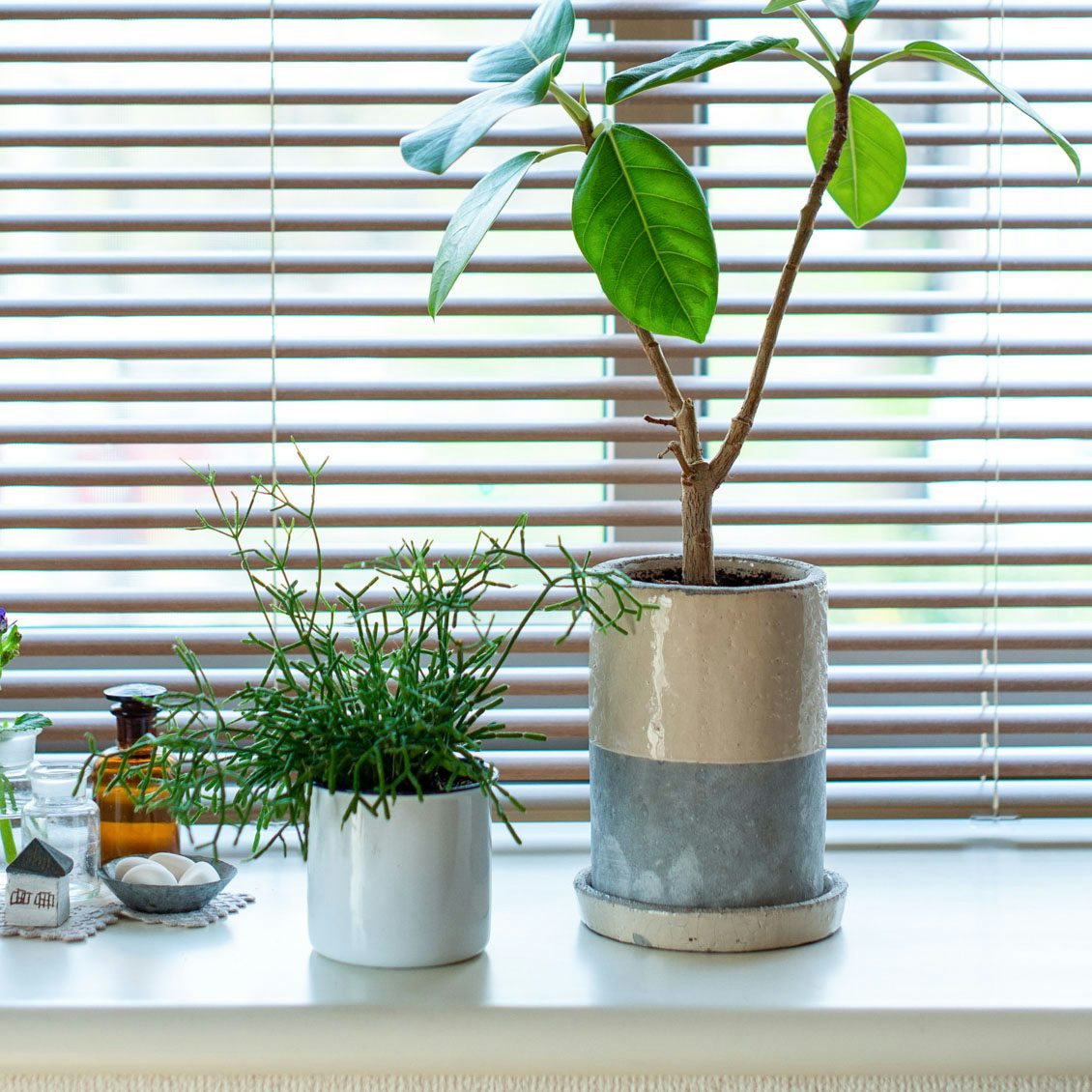 観葉植物を元気に 健康に育てる4つのコツと植え替え方法 北欧 暮らしの道具店