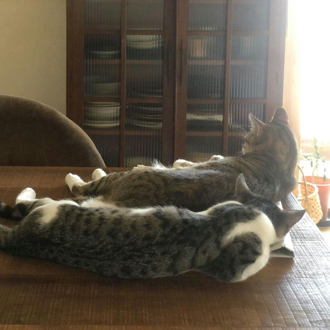 うちのイヌ、うちのネコ】猫を叱っても、猫には通用しない？ in-kyo