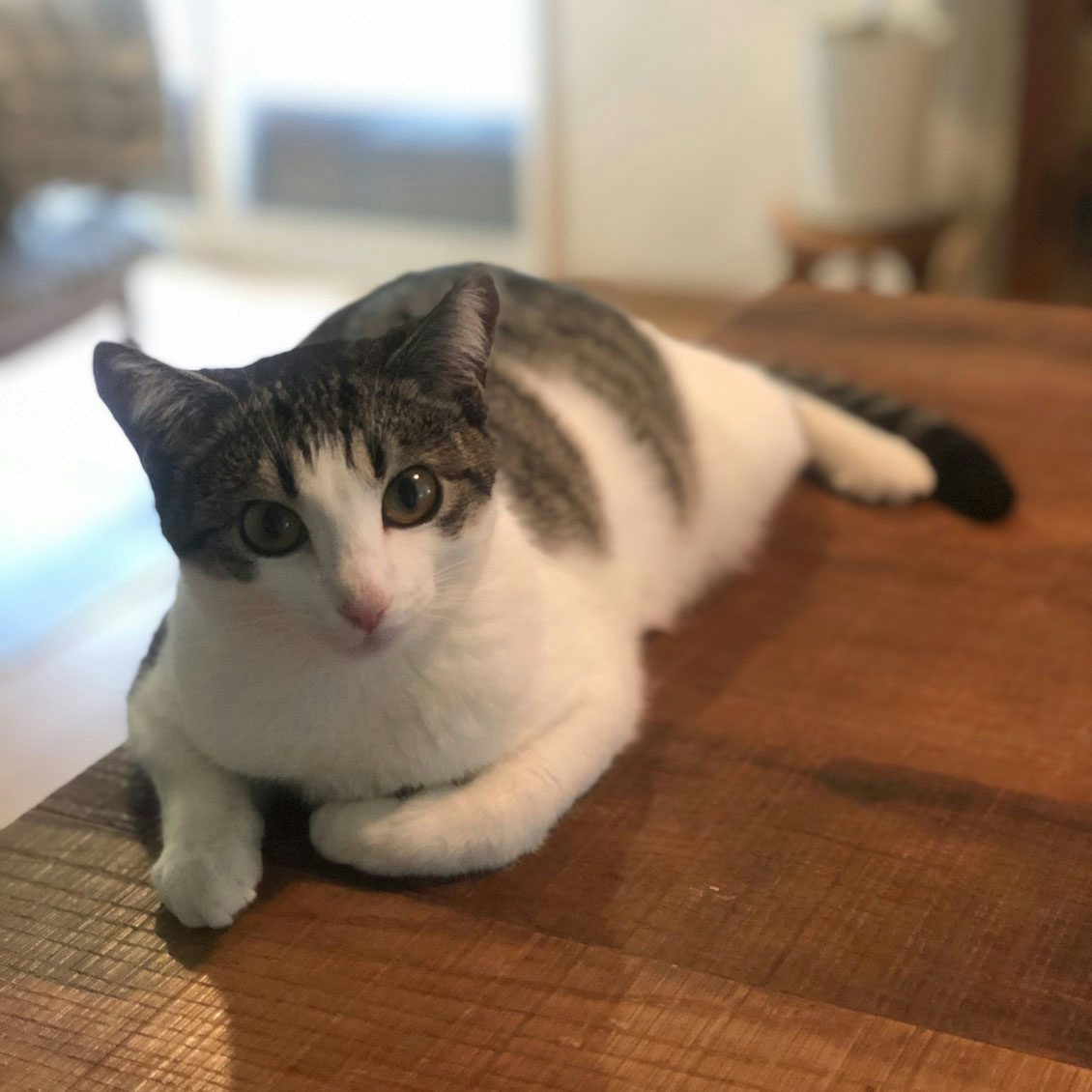 うちのイヌ うちのネコ 猫を叱っても 猫には通用しない In Kyo店主 長谷川ちえさんがこの一年で再発見した暮らしとは 北欧 暮らしの道具店 うちのイヌ うちのネコ 猫を叱っても 猫には通用しない In Kyo店主 長谷川ちえさんがこの一年で再発見した暮らしとは 北欧 暮らしの道具店