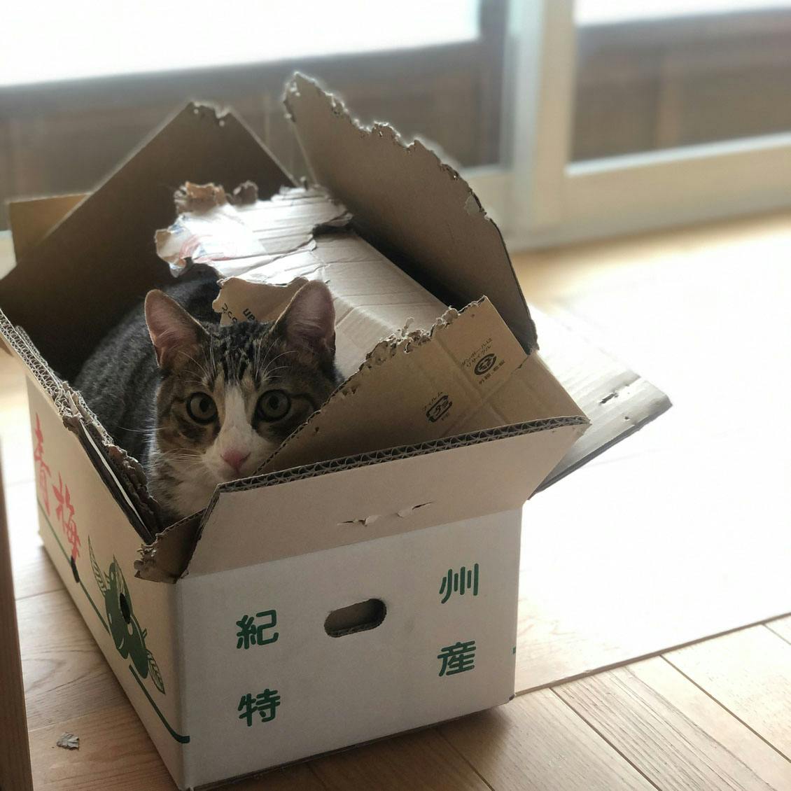 うちのイヌ、うちのネコ】猫を叱っても、猫には通用しない？ in-kyo